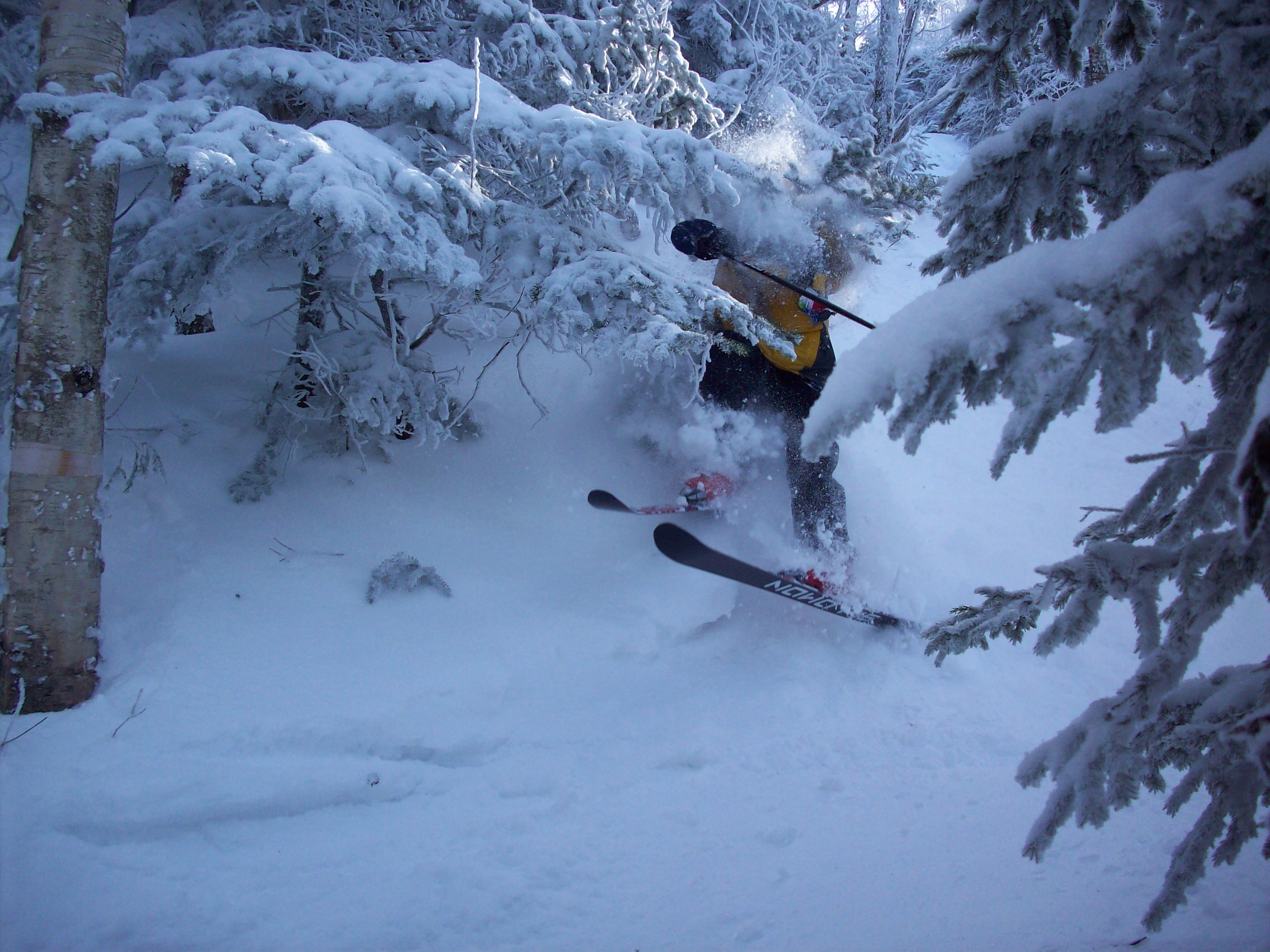 I got slapped by the forrest