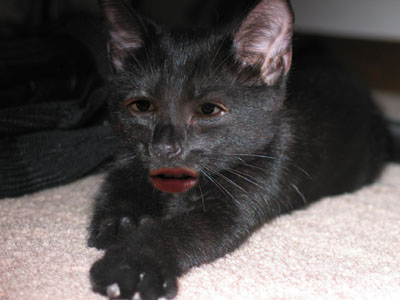 i photoshoped my cat