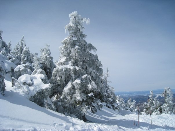 Ice sucks but makes for kewl trees