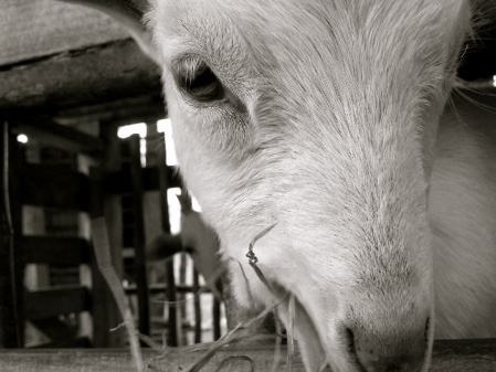 Is this worthy for a show?