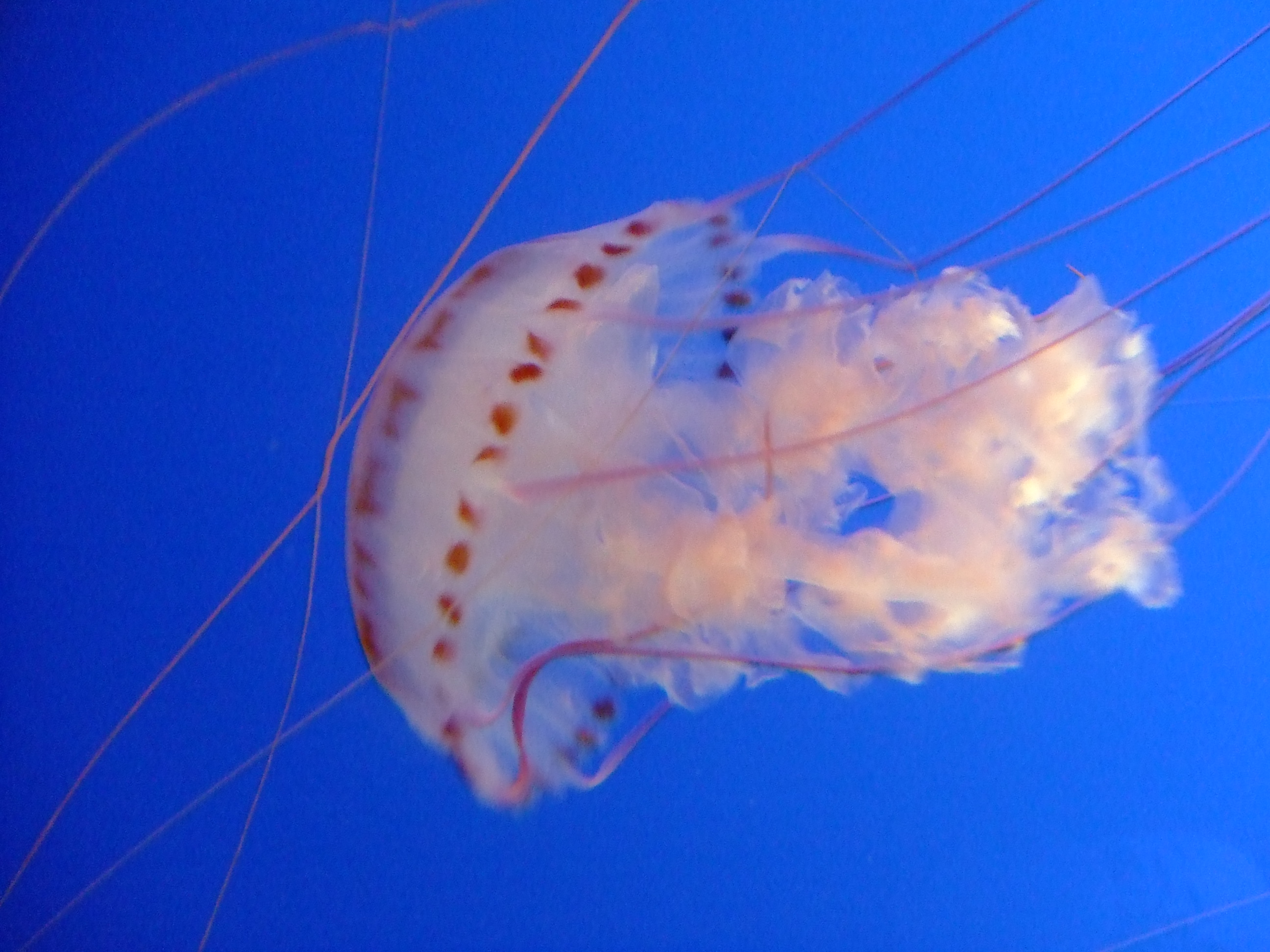 Jellyfish