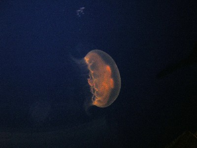jellyfish