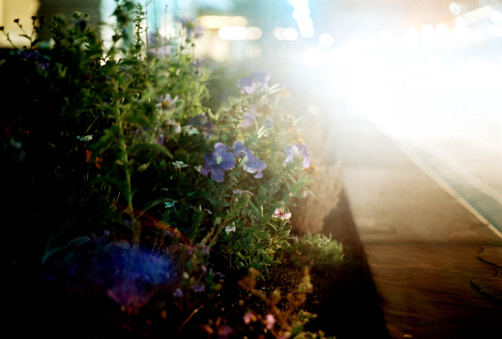 just a close up shot of a flowers