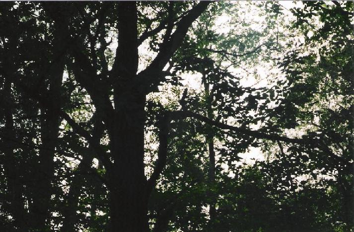 just a cool shot through the canopy