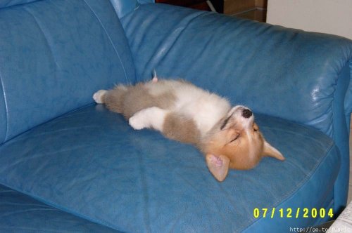 Kinda point less but i was board ( and my dog is pimp)