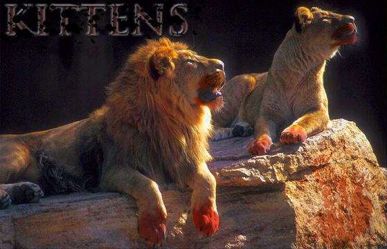 kittens
