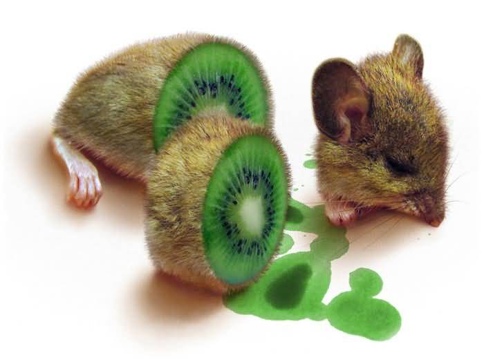 Kiwi Souris