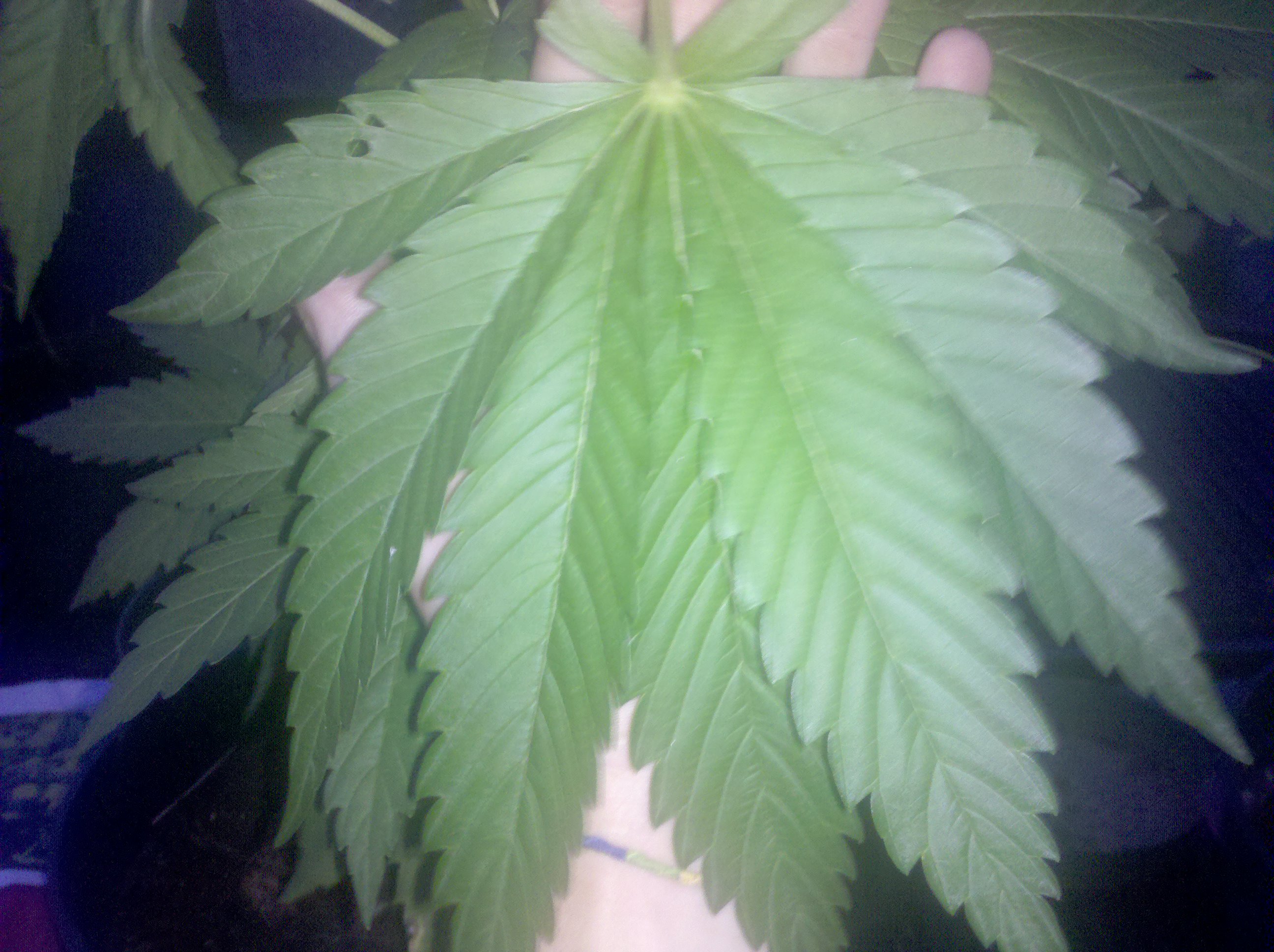 Kush Leaf bigger than my hand.