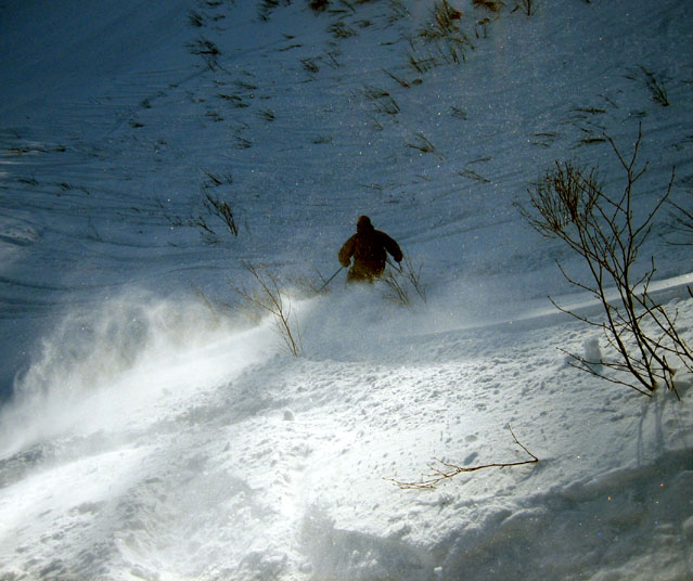 Labrador fluffly stuff, early season