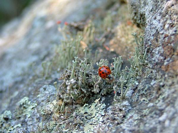 ladybug on some lyca