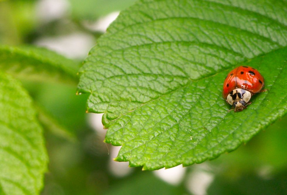 Ladybug