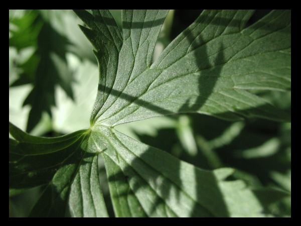 Leaf and Shadow