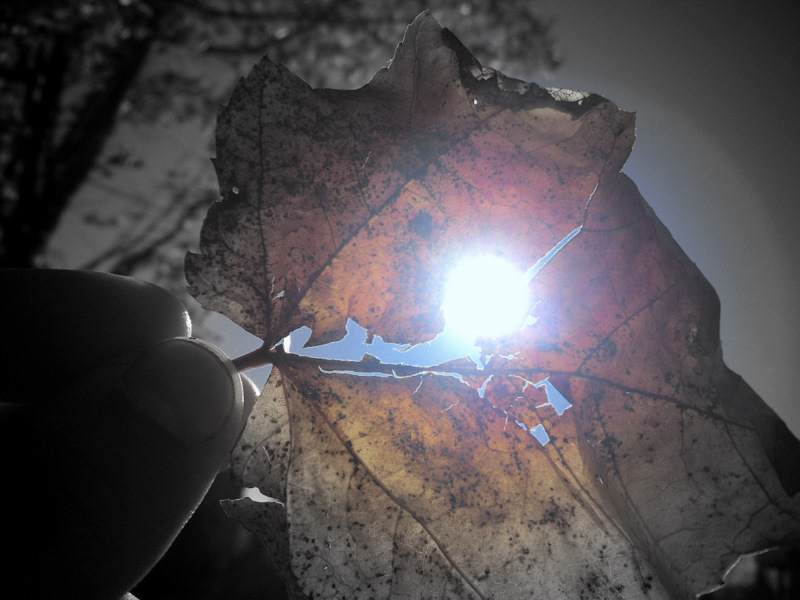 Leaf and sun