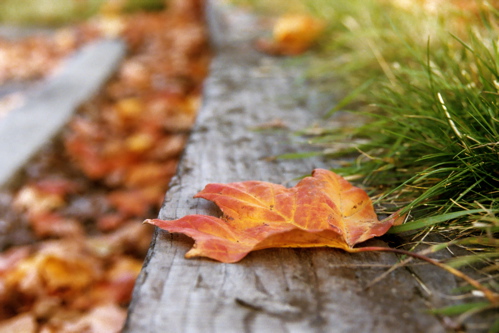 Leaf on side of road