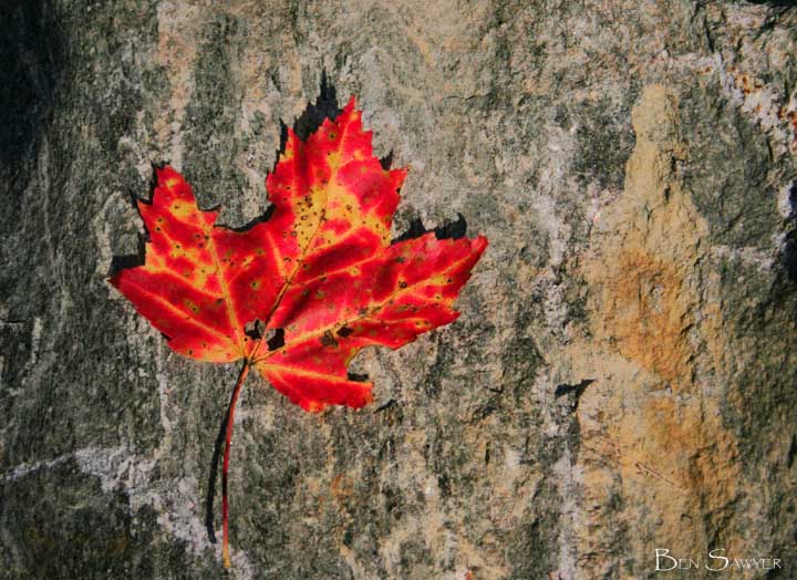 Leaf