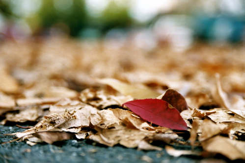 Leaves In Parking Lot