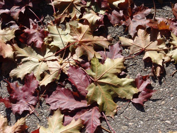 Leaves