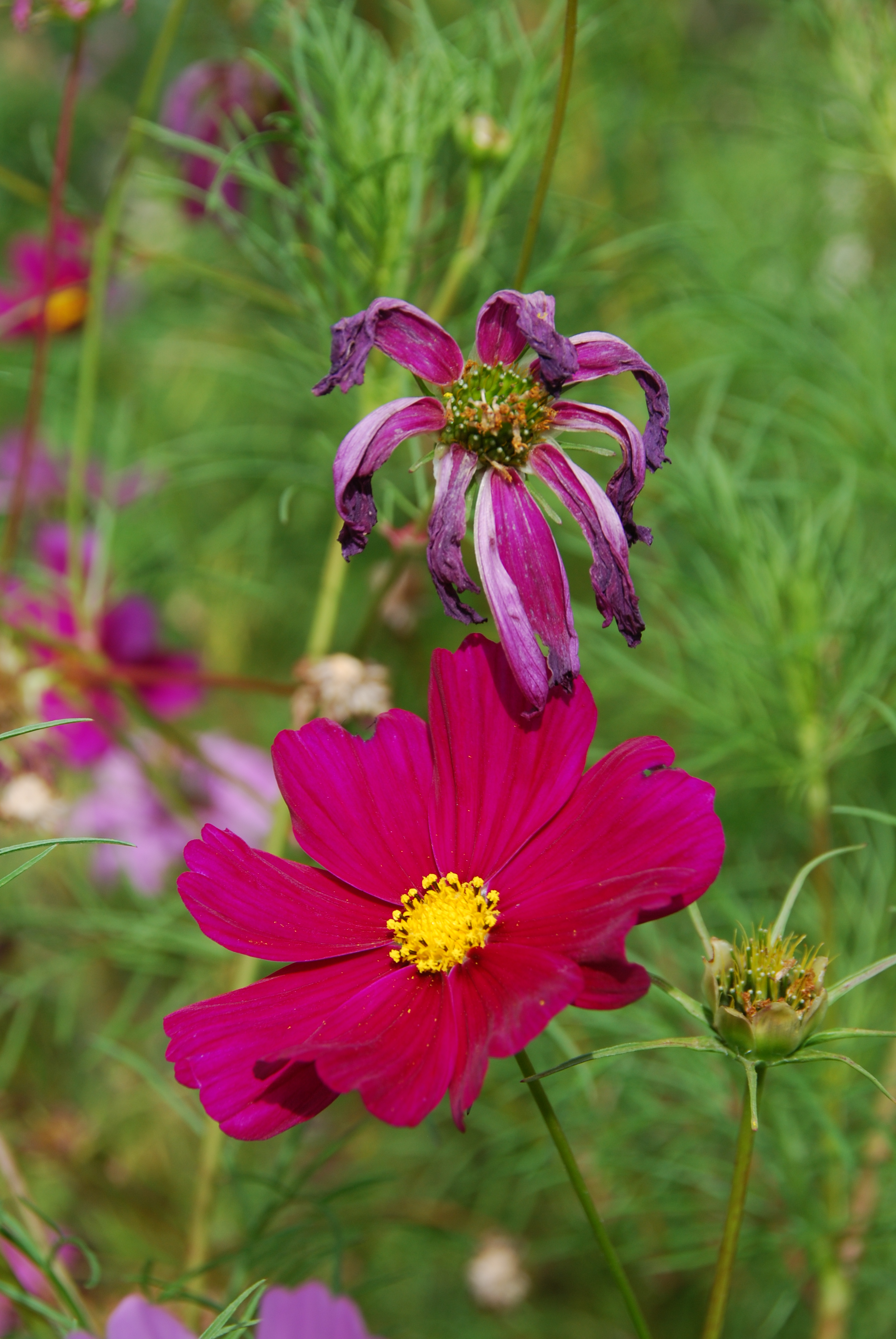 Life and death of a flower  2