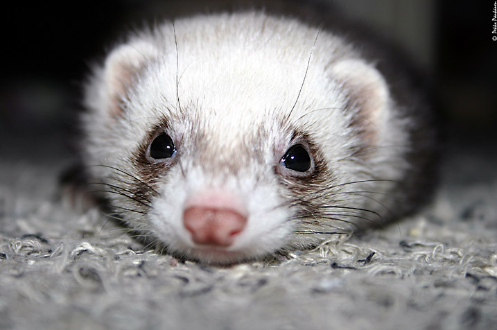 Little hairy creature