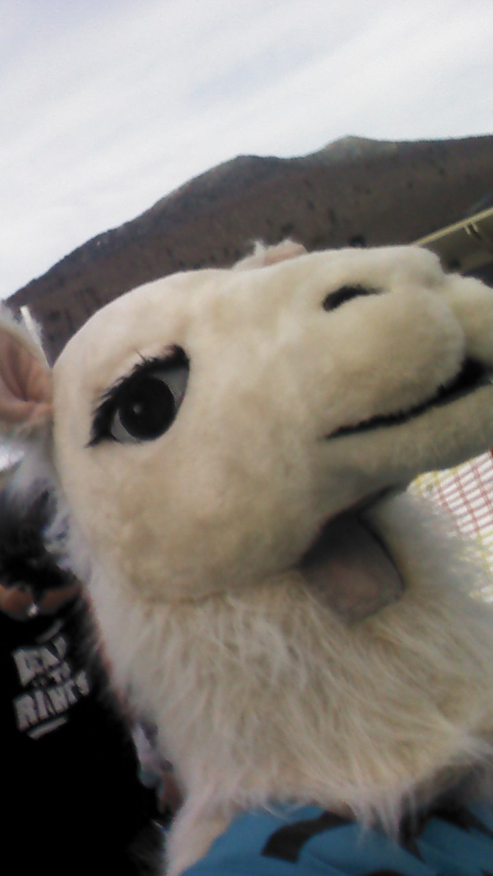 Llama Selfies