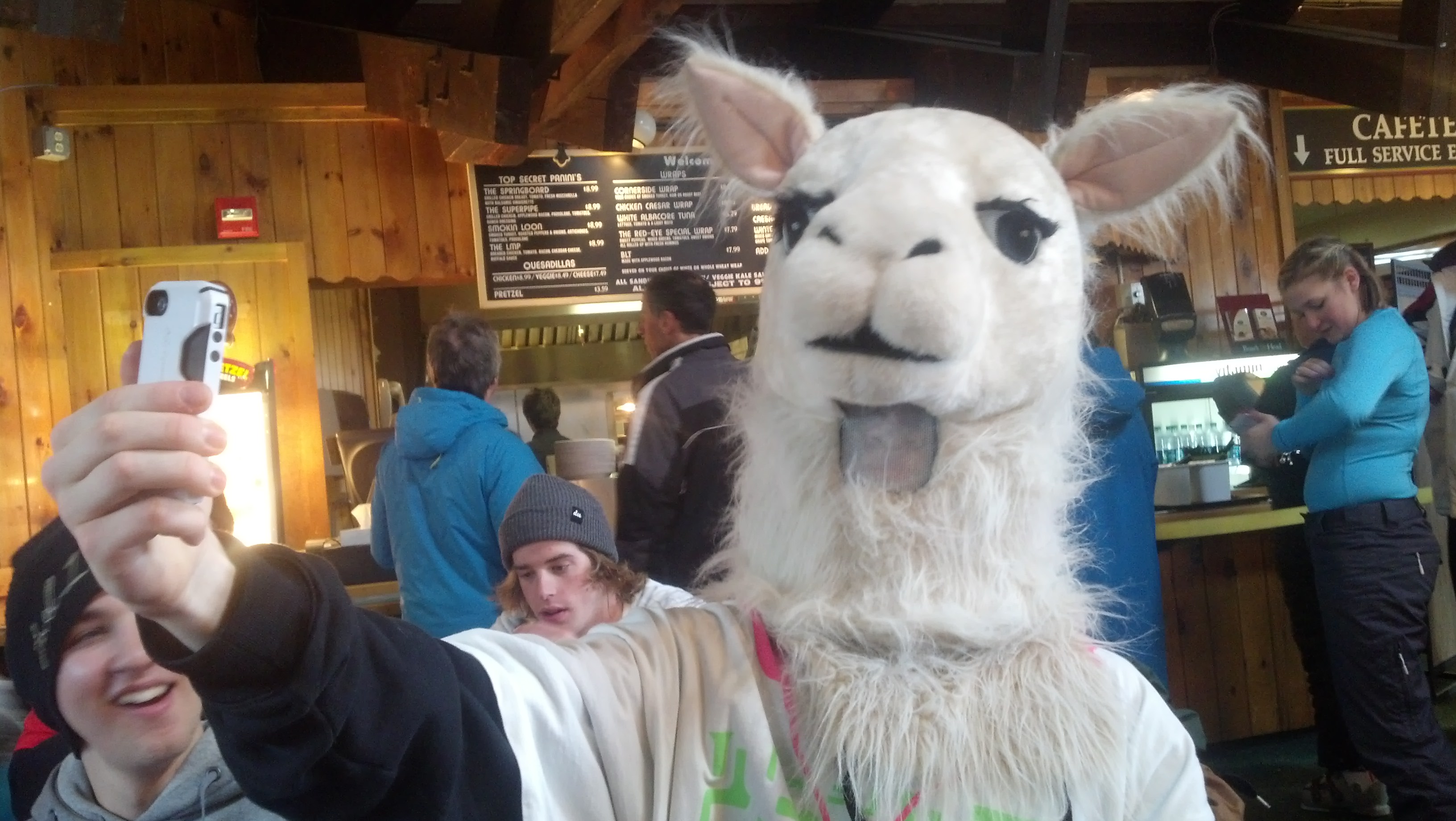 Llama taking a selfie