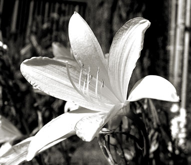 look, another flower.