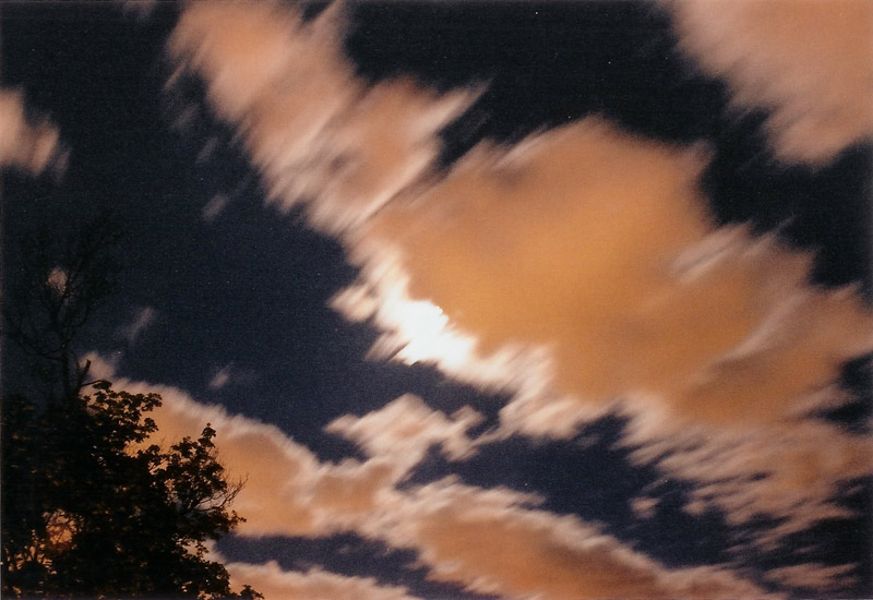 look for a while at the china cat sunflower