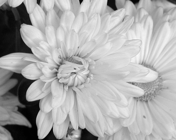 look, YET another flower