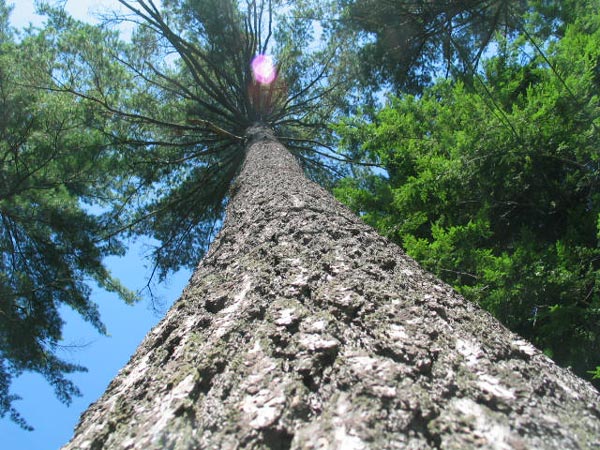 looking up a tree