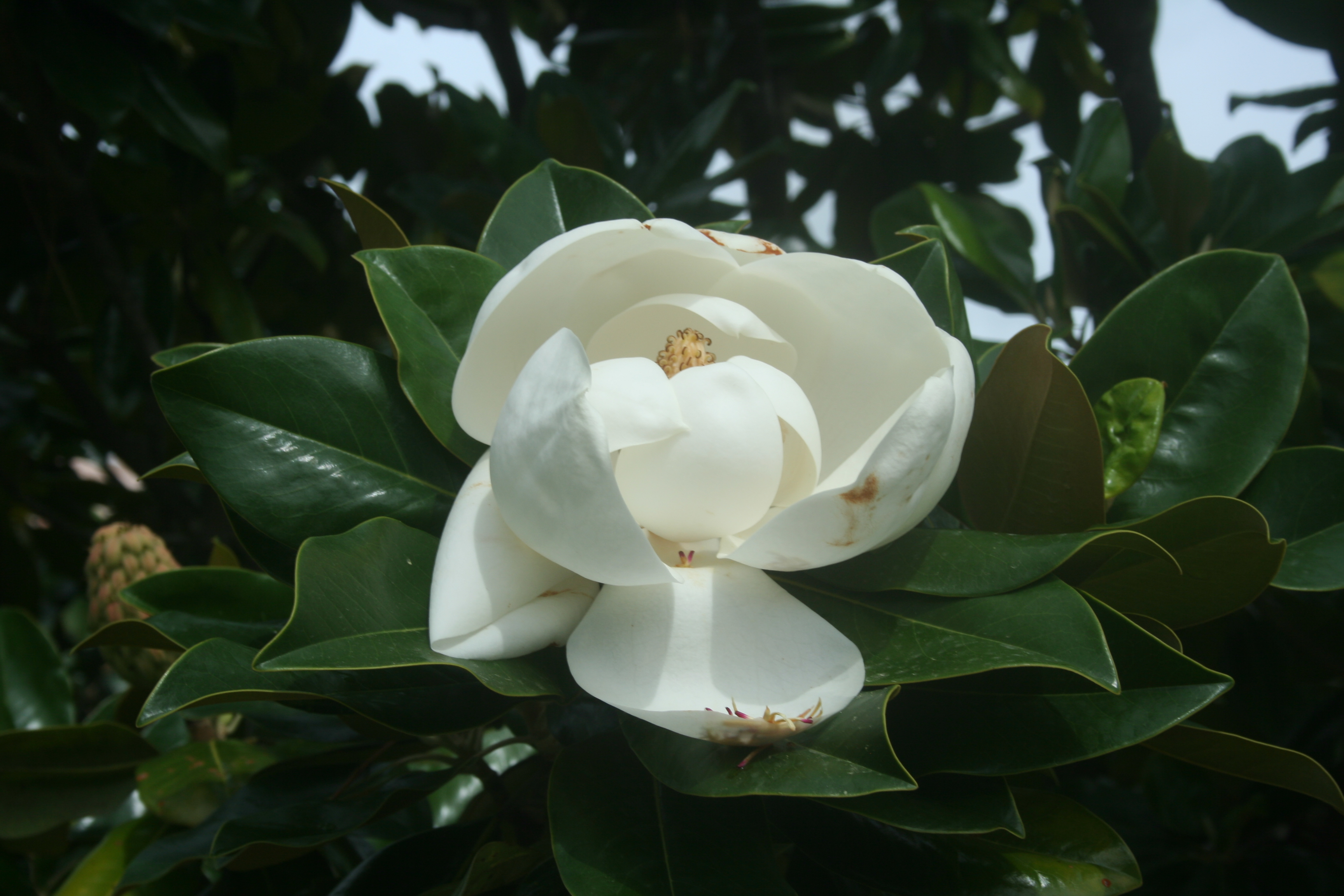 Magnolia