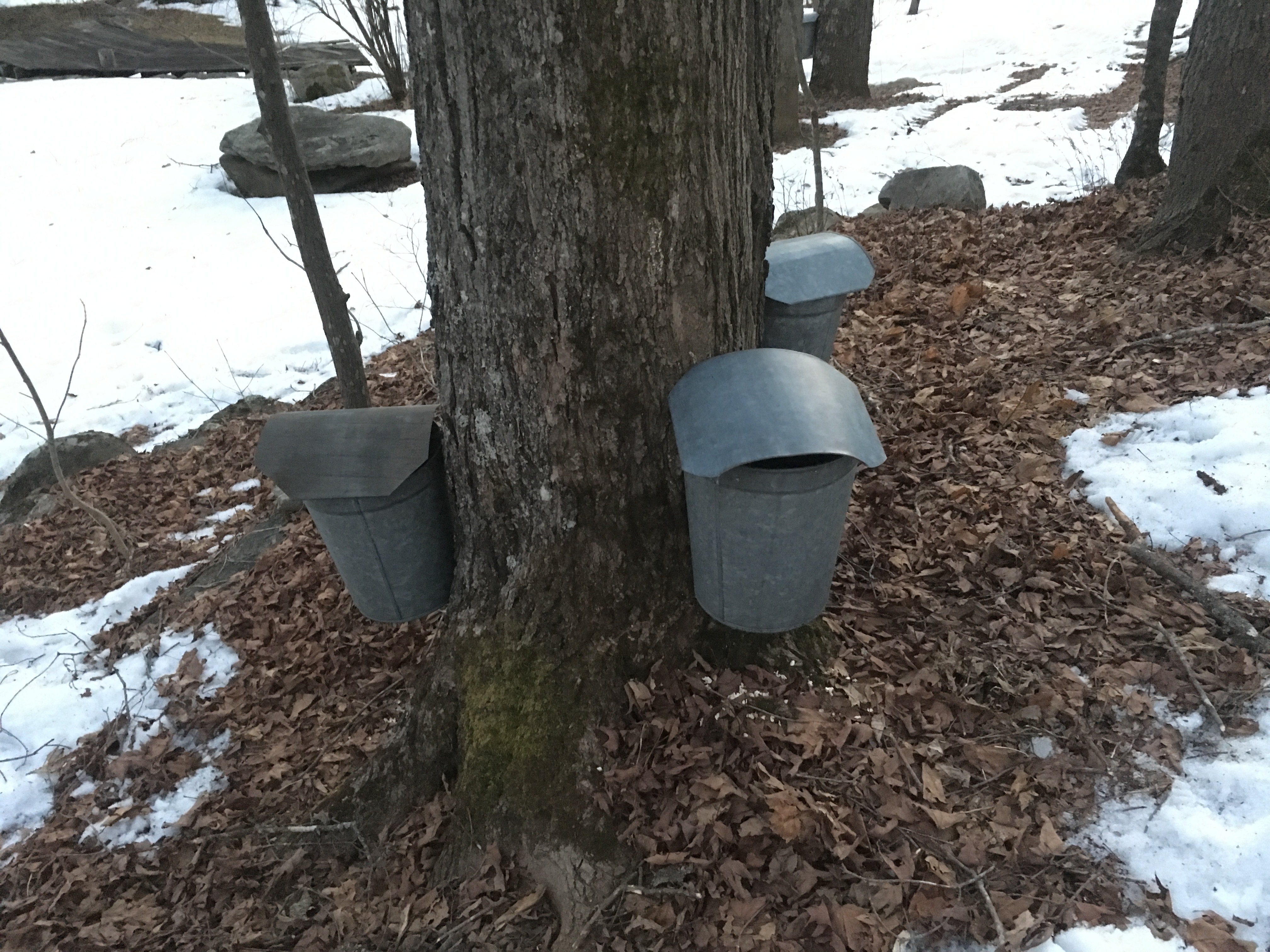 Maple Sugaring
