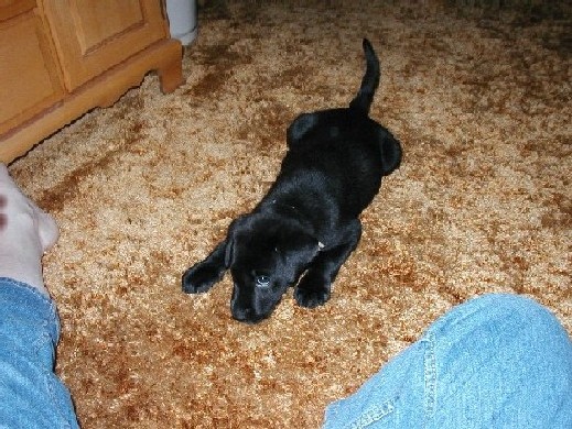 Marley trying to be sneaky