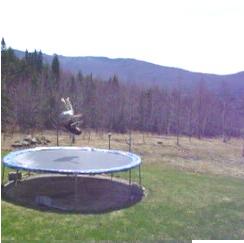 maybe a rodeo...tramp