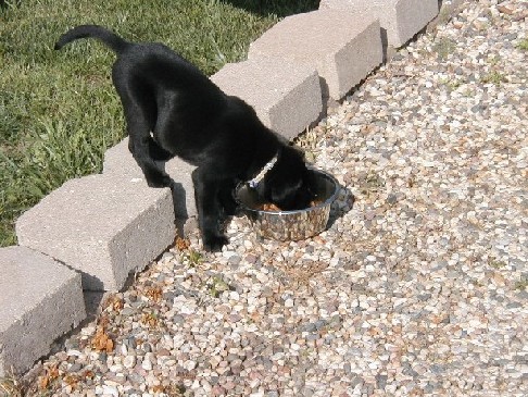 Meal time for marley