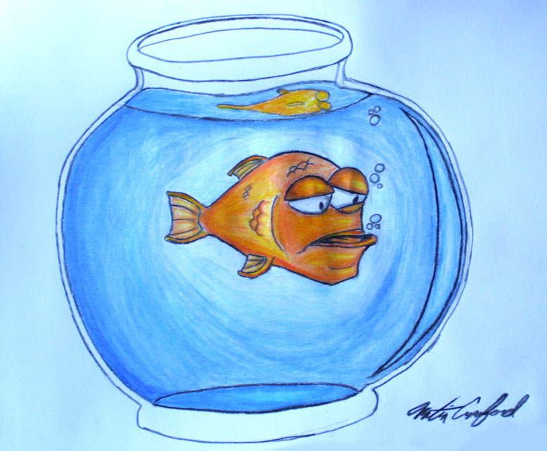 Meet Gill the goldfish