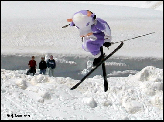 milka chocolate cow gappin a road