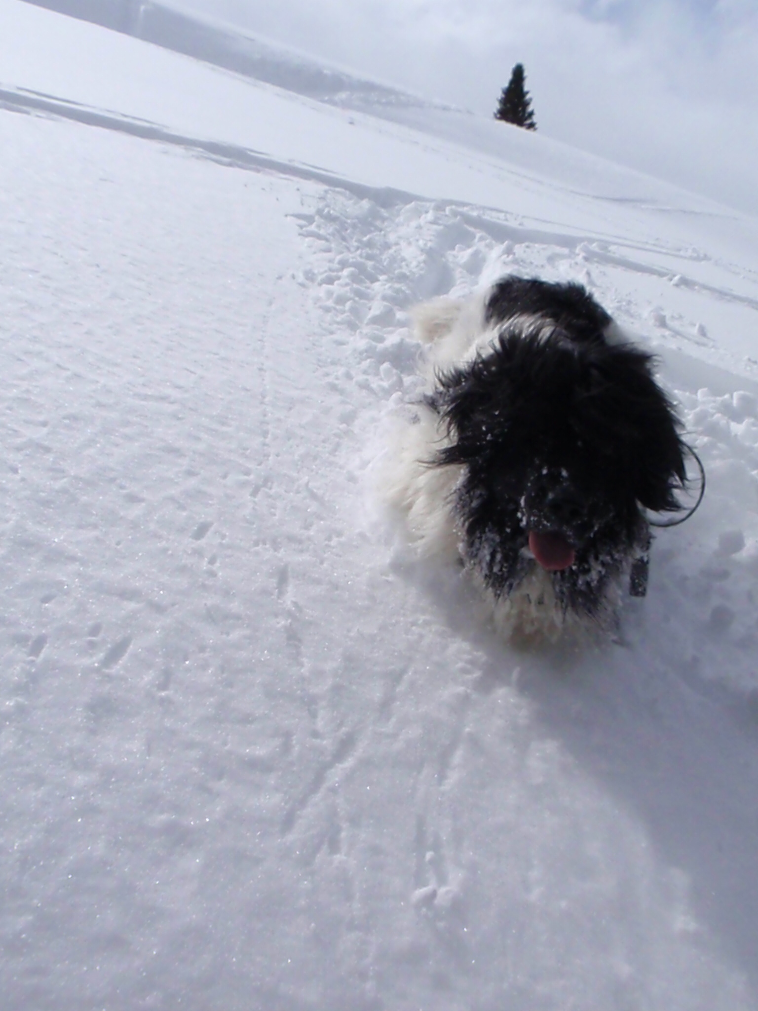 Mmore doggie faceshots