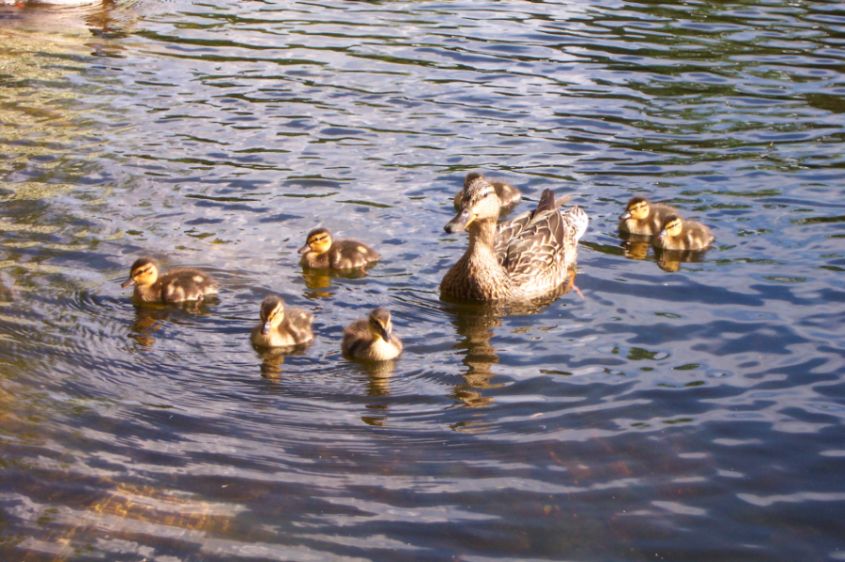 Mommy duck and her little babies