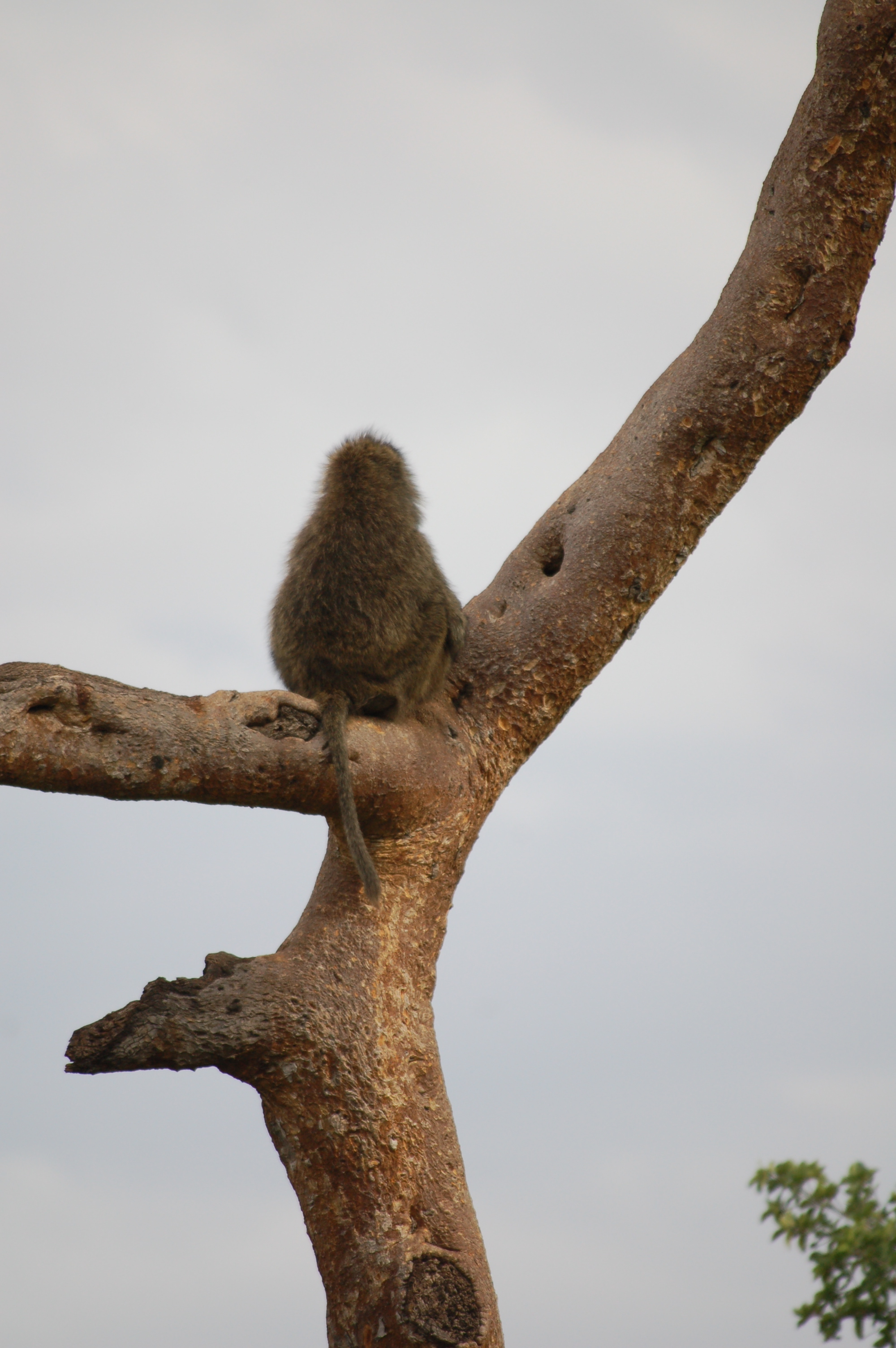 MONKEY!