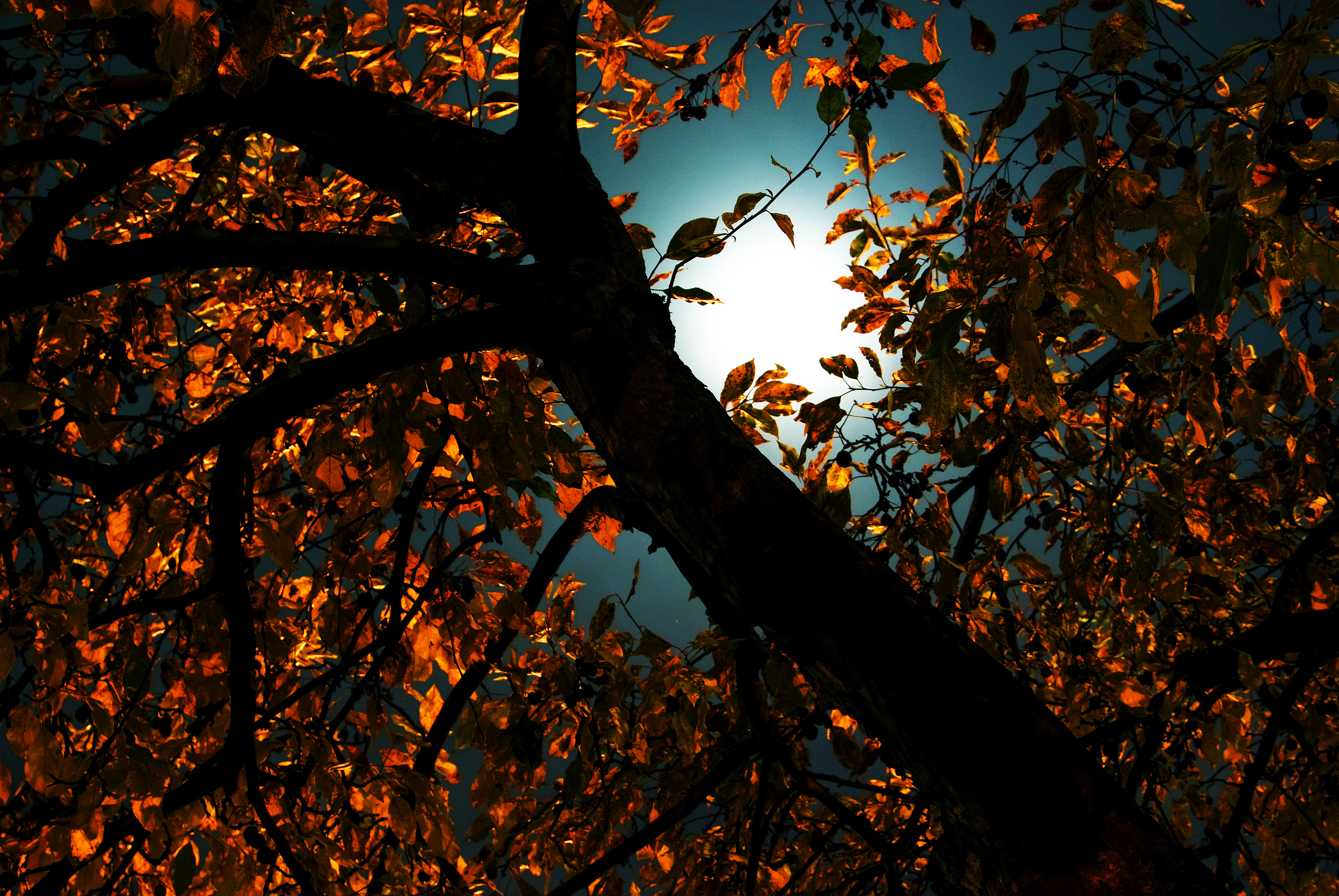 Moonlit leaves