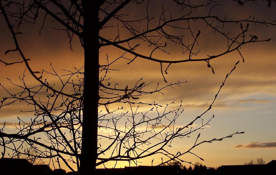 More foilage + sunset