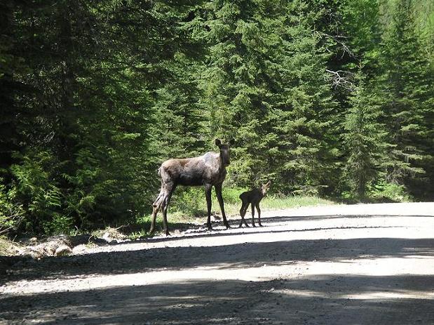 more mooses