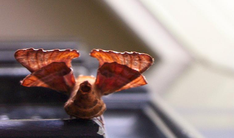 Moth On a Door.