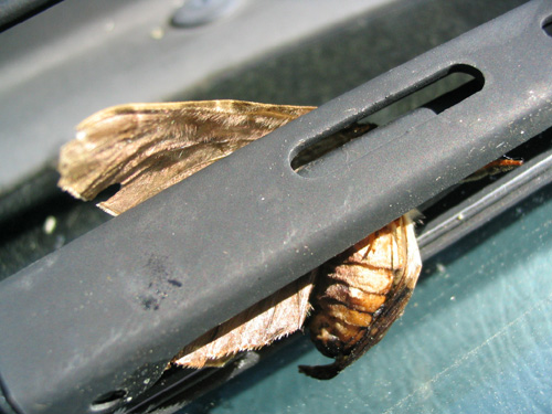 mothma stuck in my wiper from the night before STILL BREATHING *HOT*