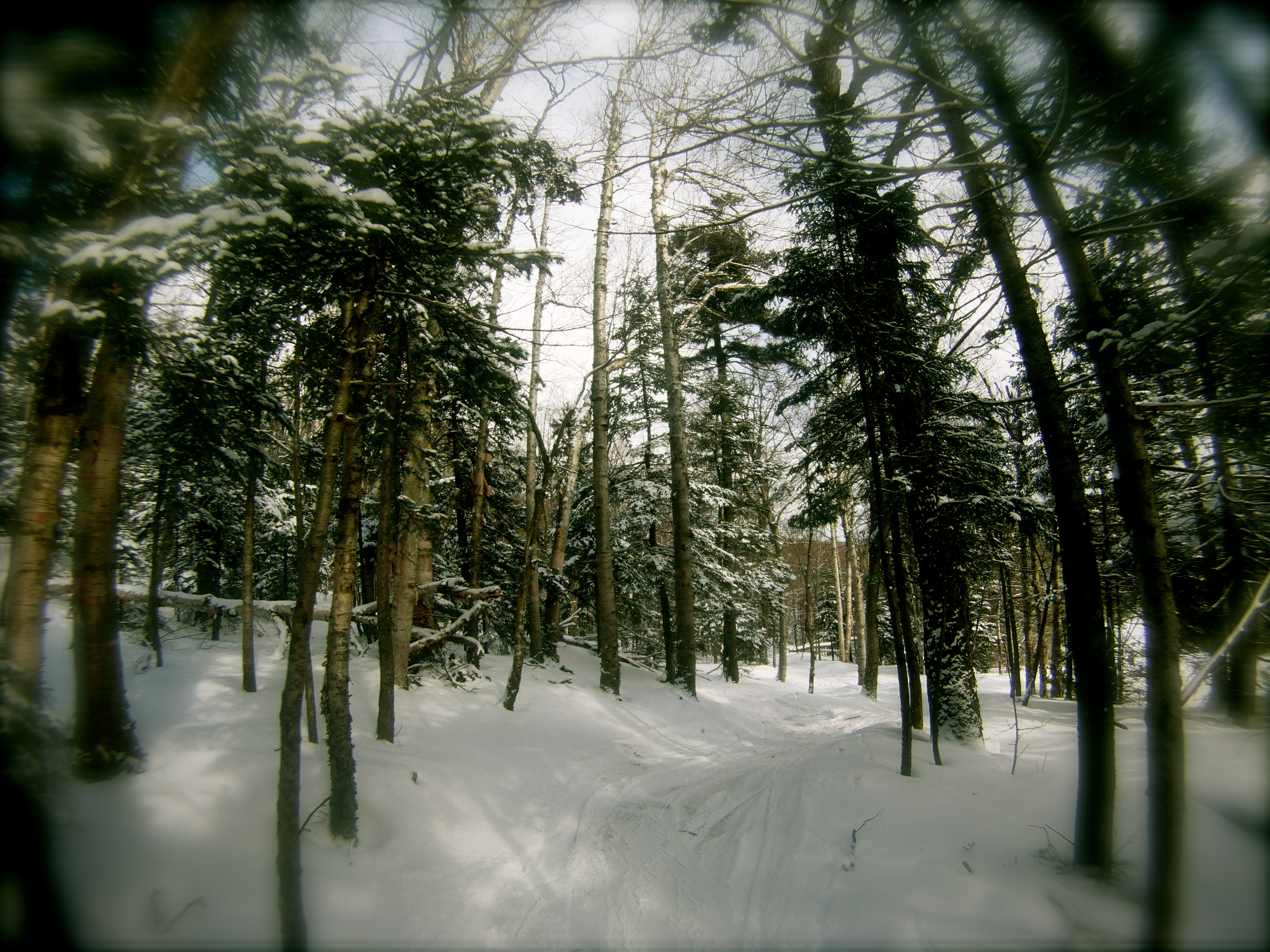 mount snow trees
