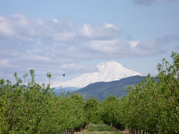 Mt. Adams