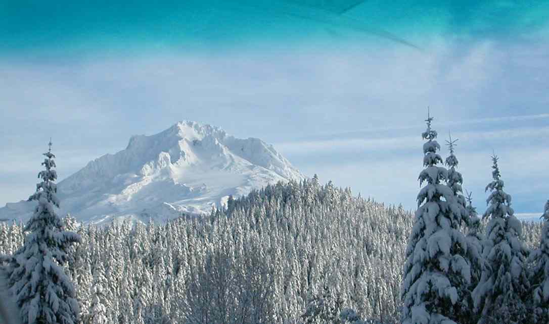 Mt. Hood and Trees