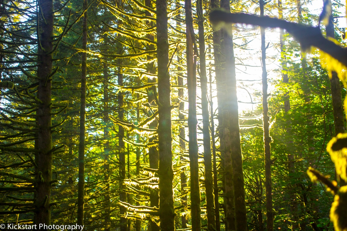 Mt. Hood Nation Forest