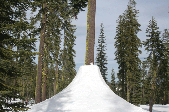 Mt. Shasta Tree Jib