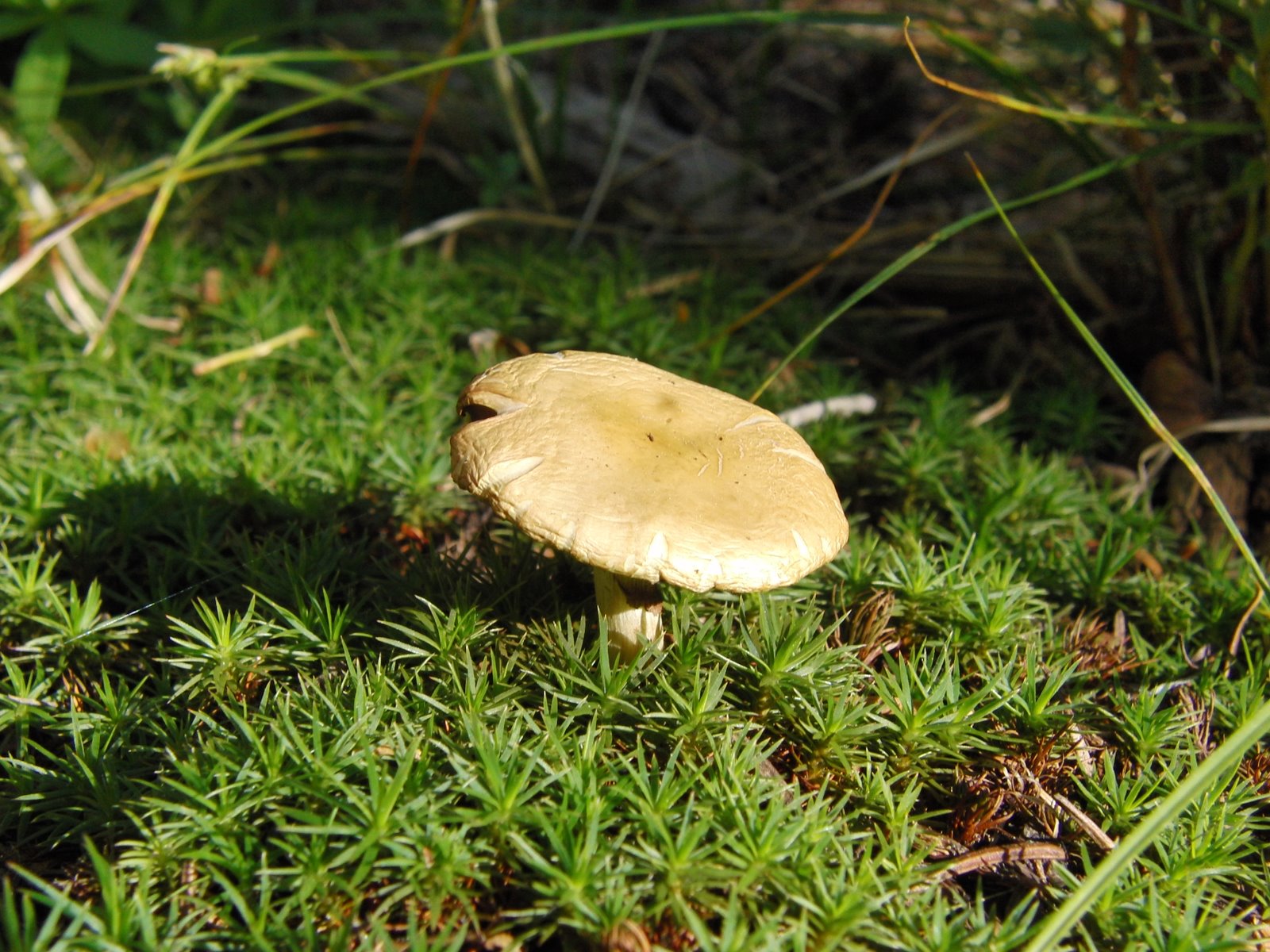 Mushroom and mosses.